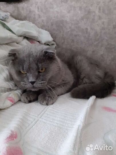 Отдам котят порода