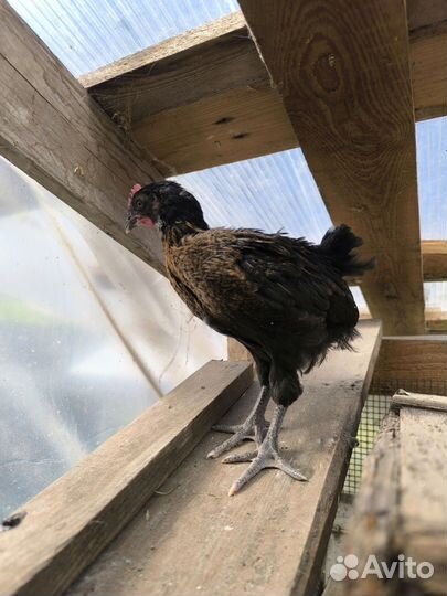 Молодой петух