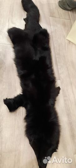 Шкурка животного