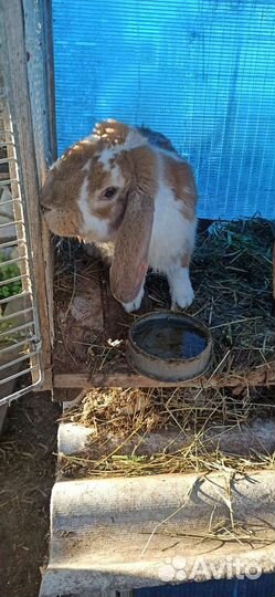 Кролики французский баран