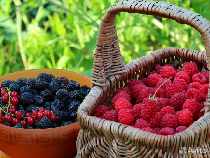 Варенье медвежий сбор 14