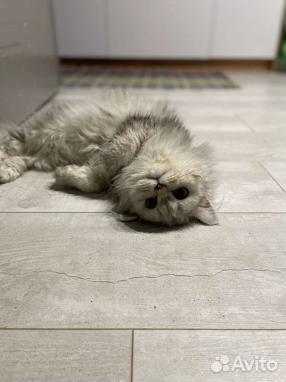 Шотладский кот