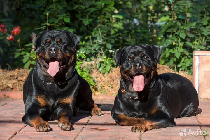 Дрессировка собак. Социализация