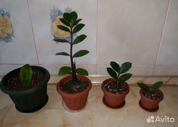 Замиокулькас