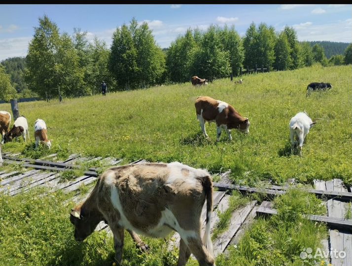 Продаются бычки,тёлочки