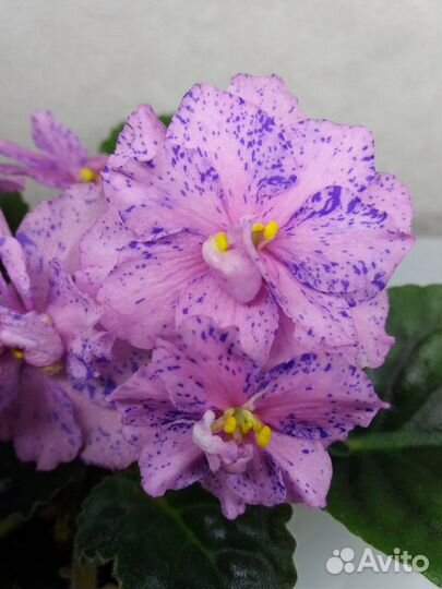 Детки сортовых фиалок