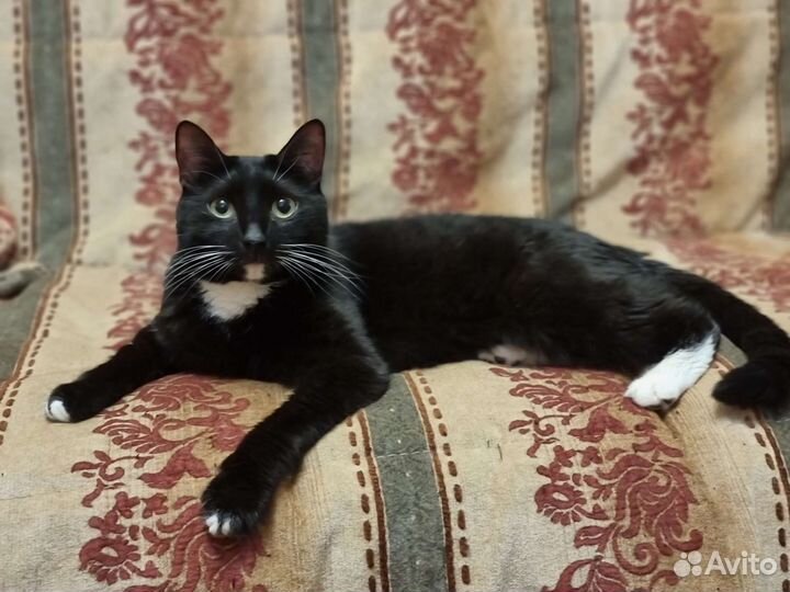 Кот Василий