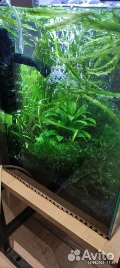 Аквариум с креветками