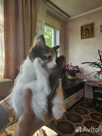 Кошка