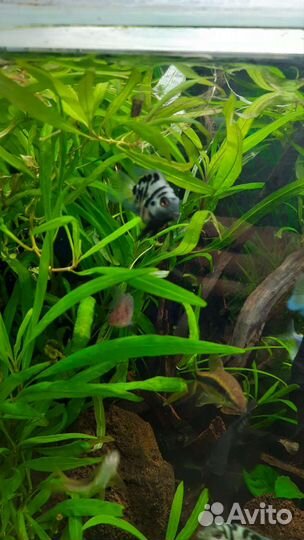 Аквариумные растения прополка