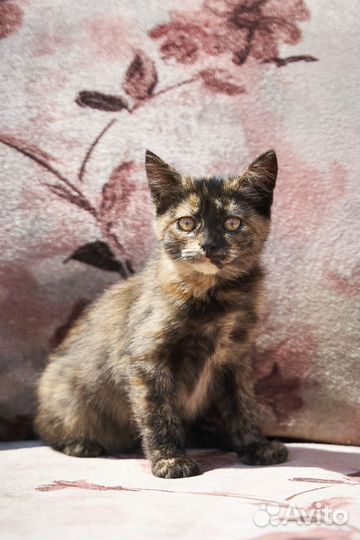 Котята в добрые руки девочка