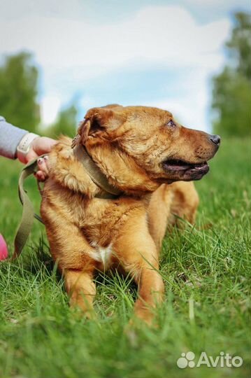 Собака трусишка Тибет приют Некрасовка