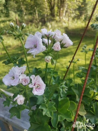 Пеларгония кусты и черенки