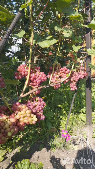 Саженцы и черенки винограда