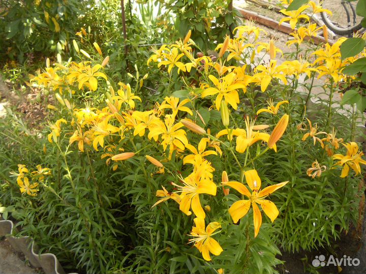 Садовые и комнатные растения