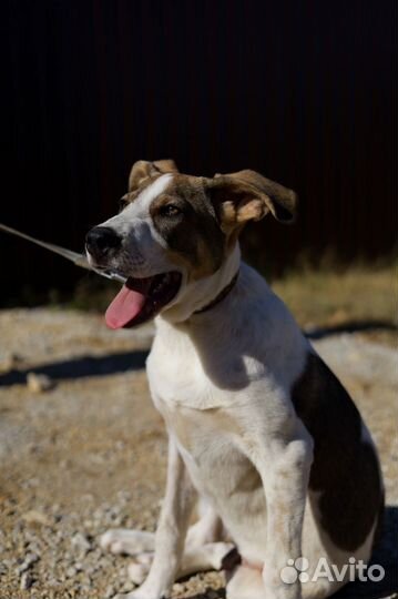 Собака Бонька