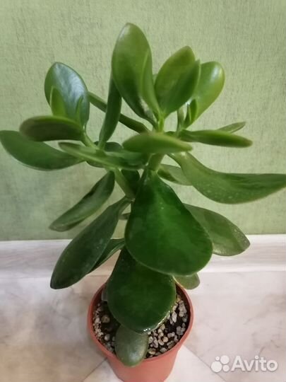 Крассула толстянка