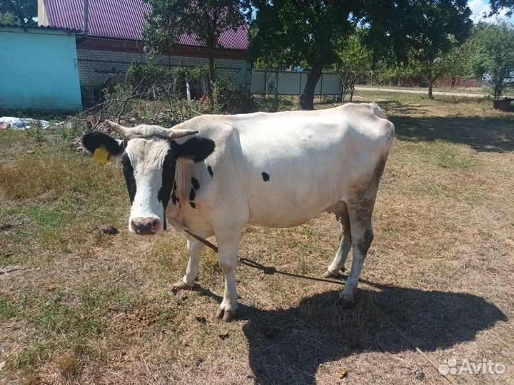 Коровы дойные