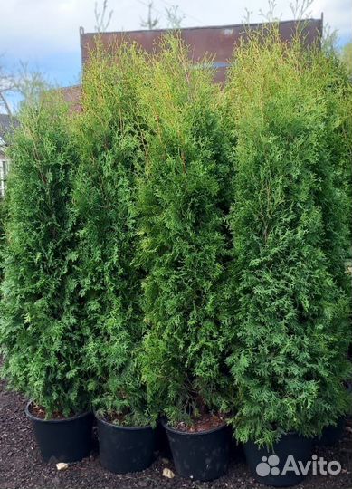 Туи, Эль, Декоративные Растение