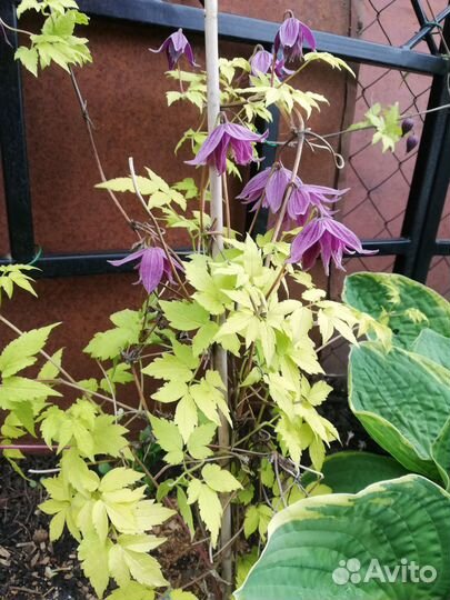 Клематис Люминоус Даск