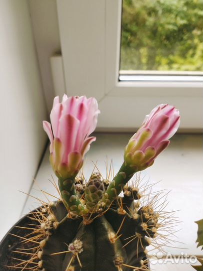 Кактус гимнокалициум