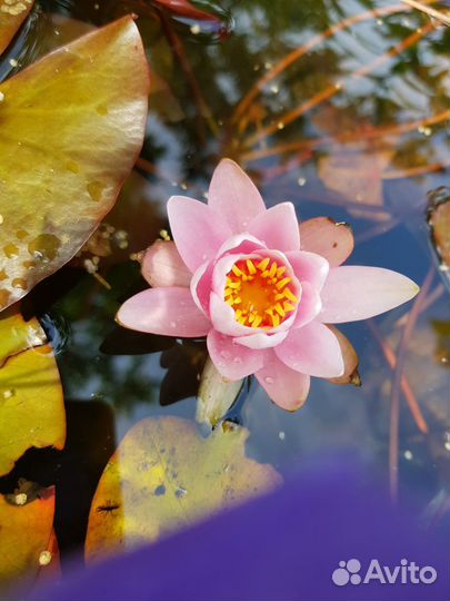 Кувшинки (нимфеи)