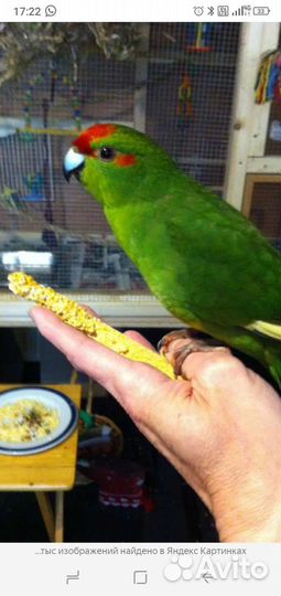 Попугаи неразлучник,какарики