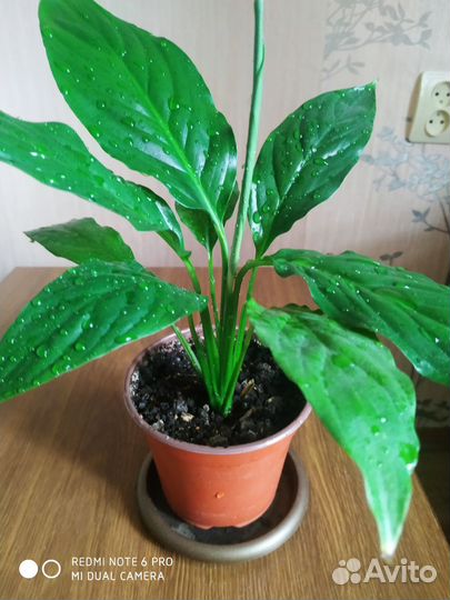 Спатифиллум