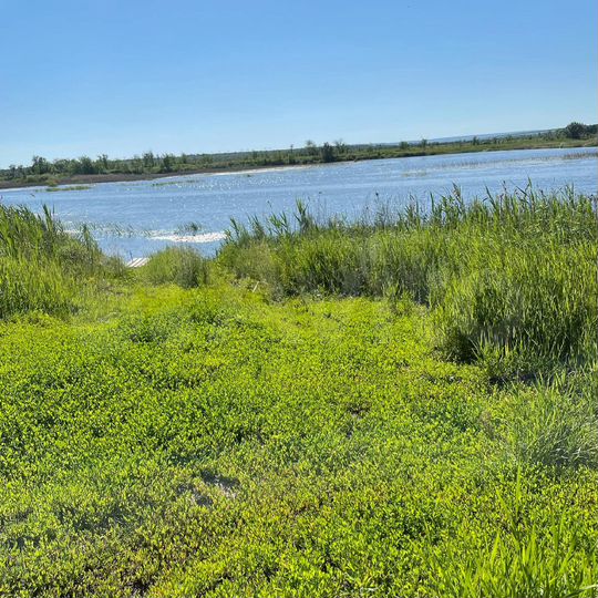 Участок 40 га (СНТ, ДНП)