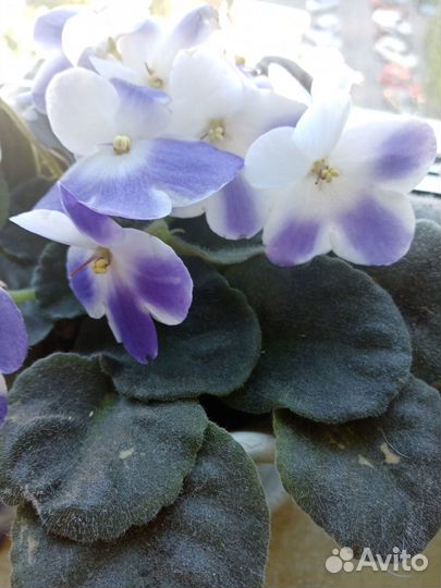 Комнатные цветы фиалки