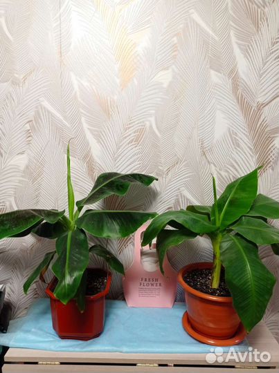 Комнатные растения