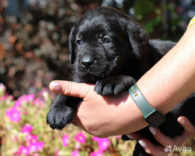 Лабродоры щенки РКФ черные и палевые