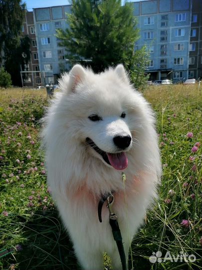 Самоед вязка