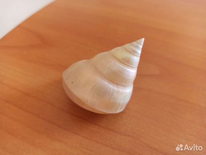 Морские раковины