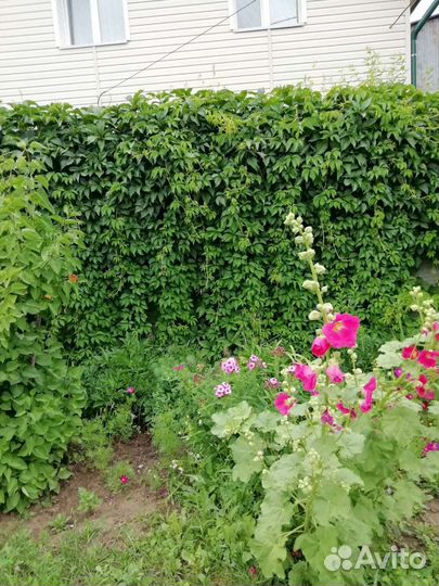 Девичий виноград