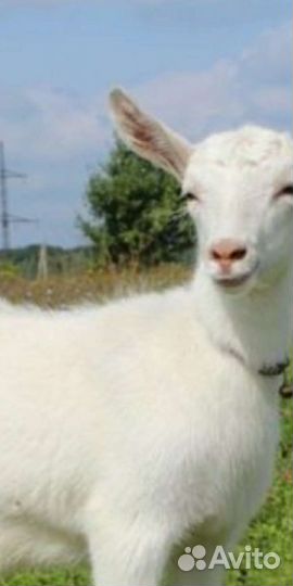 Зааненская коза