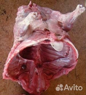 Мясо дикой нутрии