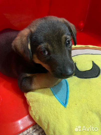 Щенок таксы