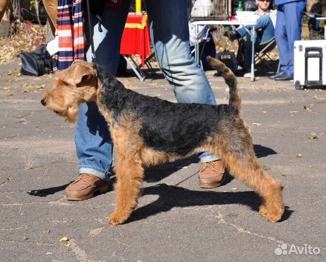 Груминг (тримминг, стрижка) собак