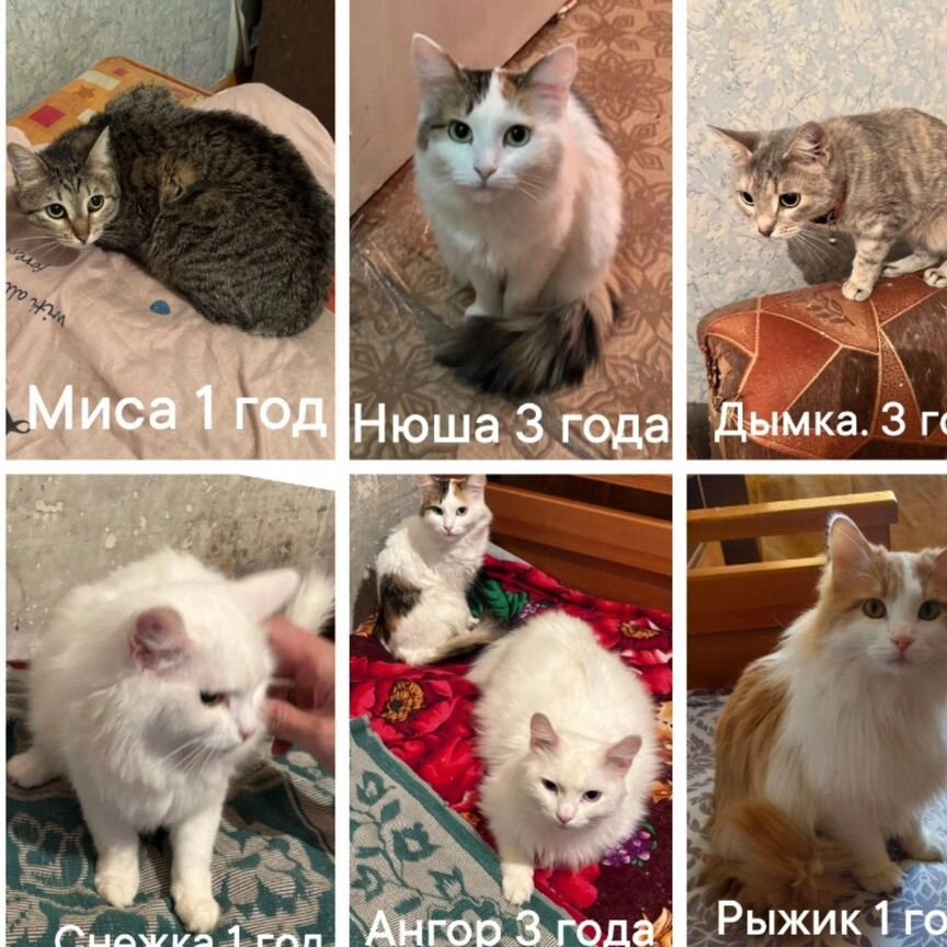 Кошки в добрые руки