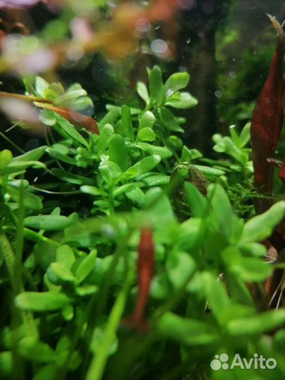 Аквариумные растения и улитки