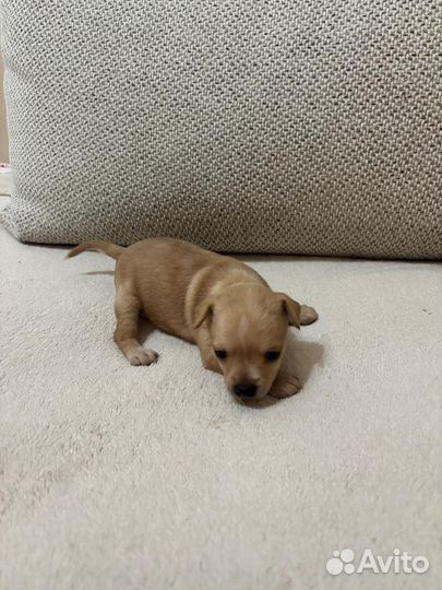 Мини той-терьер щенки