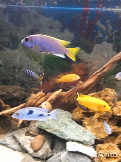 Рыба цихлиды Африка