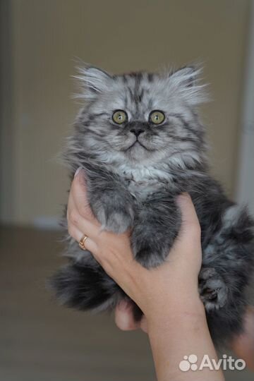 Шотландский котёнок