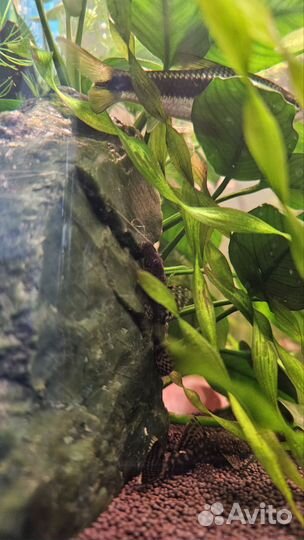 Сомики анцитрусы