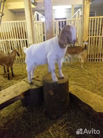 Продам дорпер