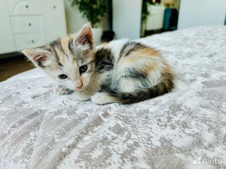 Котенок в добрые руки