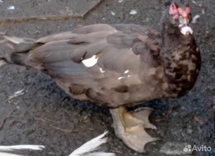 Индоутка мускусная утка