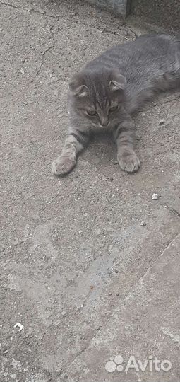 Шотландская