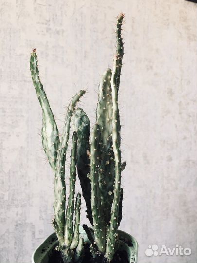 Кактус опунция Монаканта